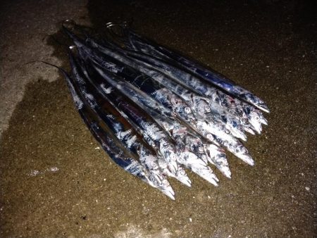 小さいけど爆釣